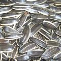 Diferentes tipos de sementes de girassol da Mongólia Interior